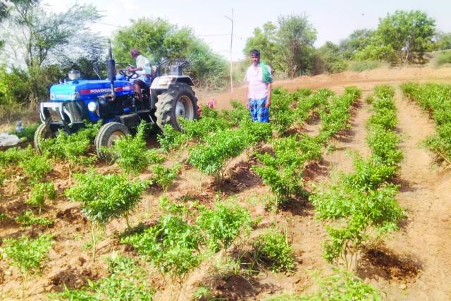 ಮೆಣಸಿನಕಾಯಿ ಬೆಳೆ ನಾಶ ಮಾಡಿದ ರೈತ