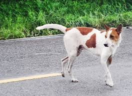 ಬೀದಿ ನಾಯಿಗೆ ಗುಂಡಿಕ್ಕಿದ ವೃದ್ಧನನ್ನು ಬಂಧಿಸಿದ ಪೊಲೀಸರು 