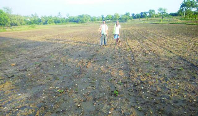 ಶಿಗ್ಗಾವಿ: ವರುಣಾ ಬೀಜಕ್ಕೆ ಹೈರಾಣಾದ ರೈತ