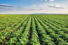 ಗೋಕಾಕ: ಕೃಷಿ ಅಭಿಯಾನ ಮಾಹಿತಿ ರಥಕ್ಕೆ ಕಾಗಲ ಚಾಲನೆ