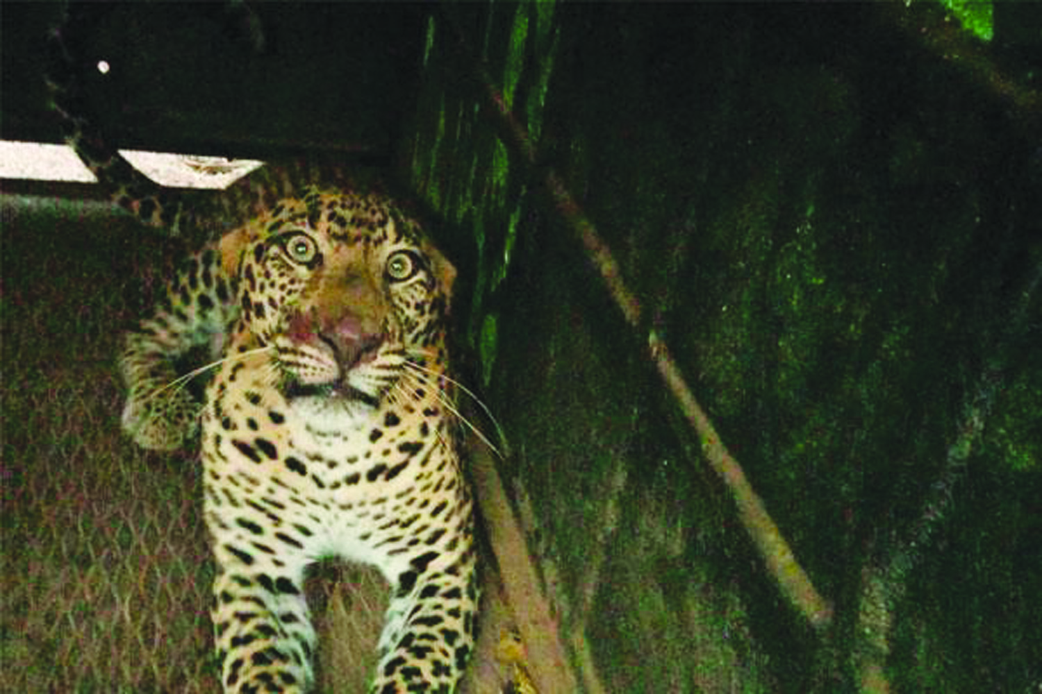 ಹೊಸಪೇಟೆ: ಬೈಲುವದ್ದಿಗೆರೆ ಗ್ರಾಮದಲ್ಲಿ ಚಿರತೆ ದಾಳಿ 