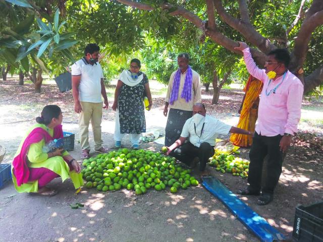 ವೈಜ್ಞಾನಿಕ, ಸುರಕ್ಷಿತ ಮತ್ತು ನೈಸಗರ್ಿಕವಾಗಿ ಮಾವು ಮಾಗಿಸುವ ವಿಧಾನ ಪ್ರದರ್ಶನ