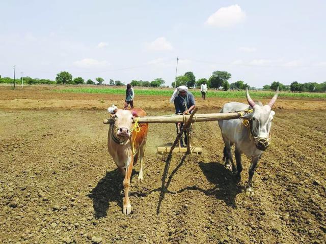 ರಾಜಕೀಯ ಒತ್ತಡದ ನಡುವೆಯೂ ಕೃಷಿಯನ್ನು ಮರೆಯದ ಅಧ್ಯಕ್ಷ ಬಣಕಾರ